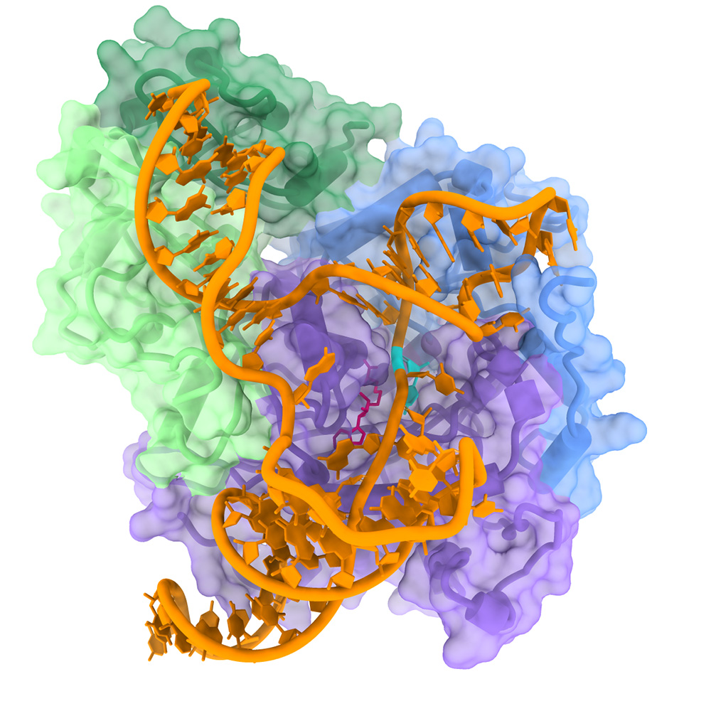 3D view shows the cancer-linked enzyme NSUN2 interacting with tRNA
