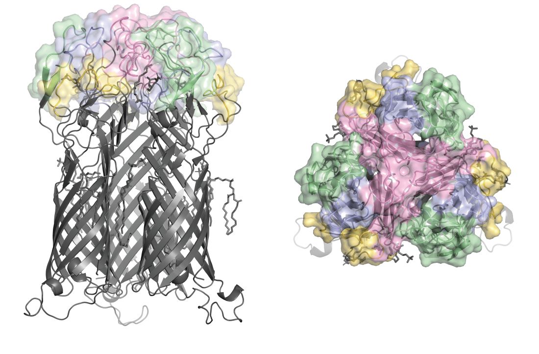 the major outer membrane protein (MOMP) trimer of the chlamydia bacterium