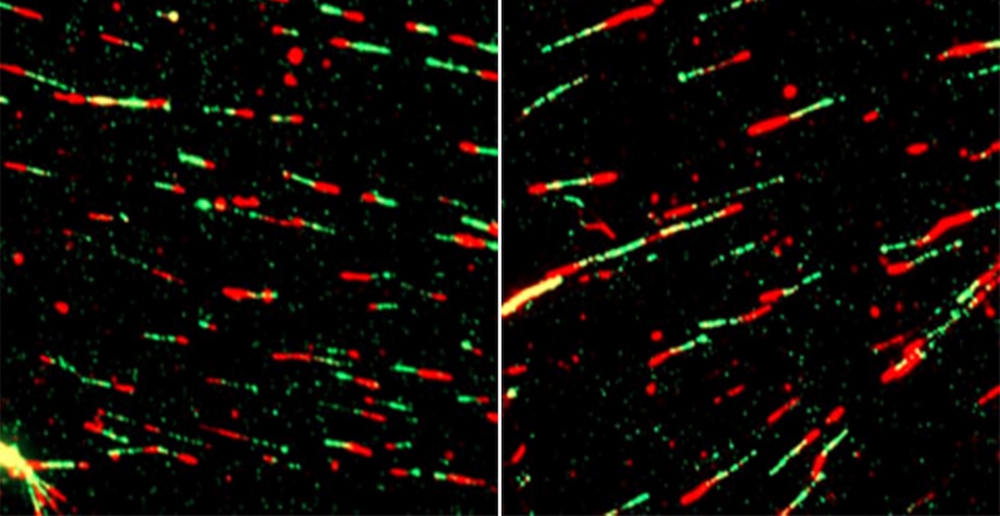 DNA fiber assay
