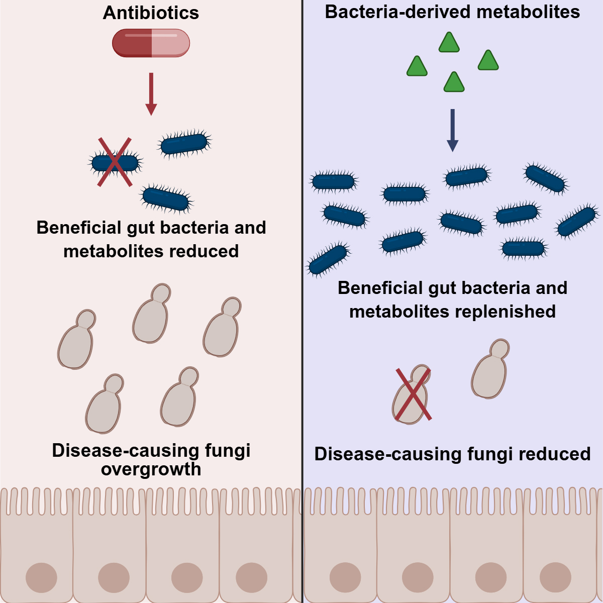 Graphic demonstrating how antibiotics reduce beneficial gut bacteria and metabolites causing disease-causing fungi overgrowth, versus how bacteria-derived metabolites replenish beneficial gut bacteria and metabolites which reduce disease-causing fungi