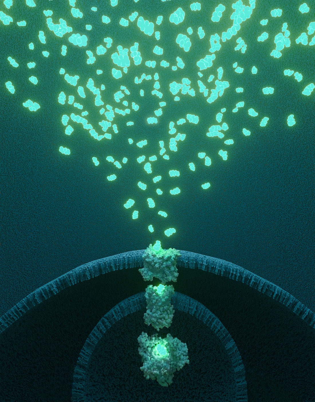 Mitochondrial matrix Illustration