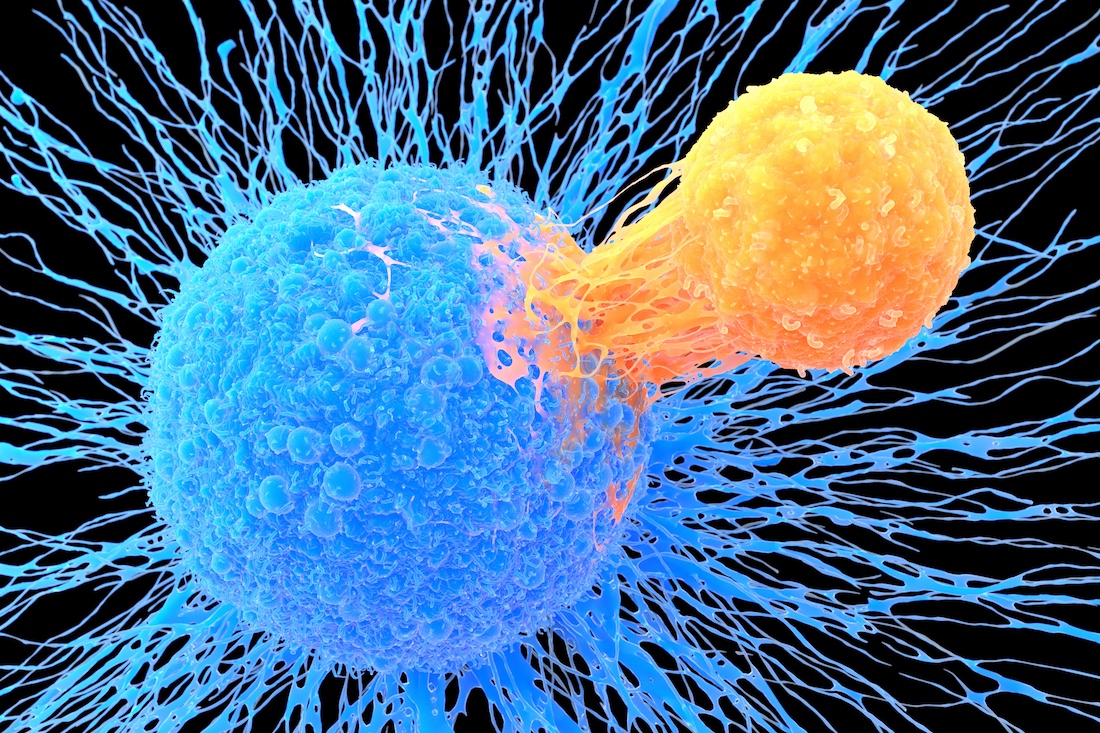 T lymphocyte (orange) attached to a cancer cell (blue), illustration.