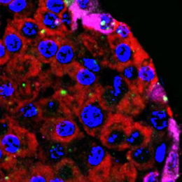 cells