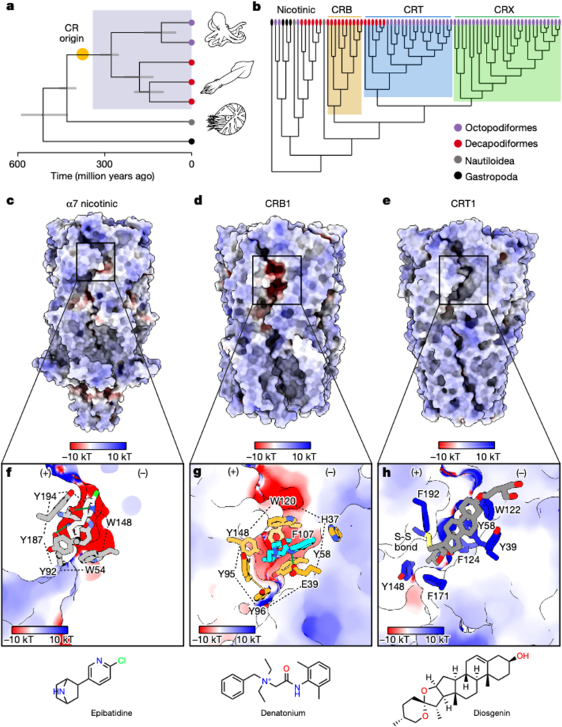 Sensory specializations drive octopus and squid behaviour