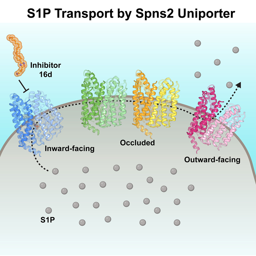 Structural and functional insights into Spns2-mediated transport of sphingosine-1-phosphate