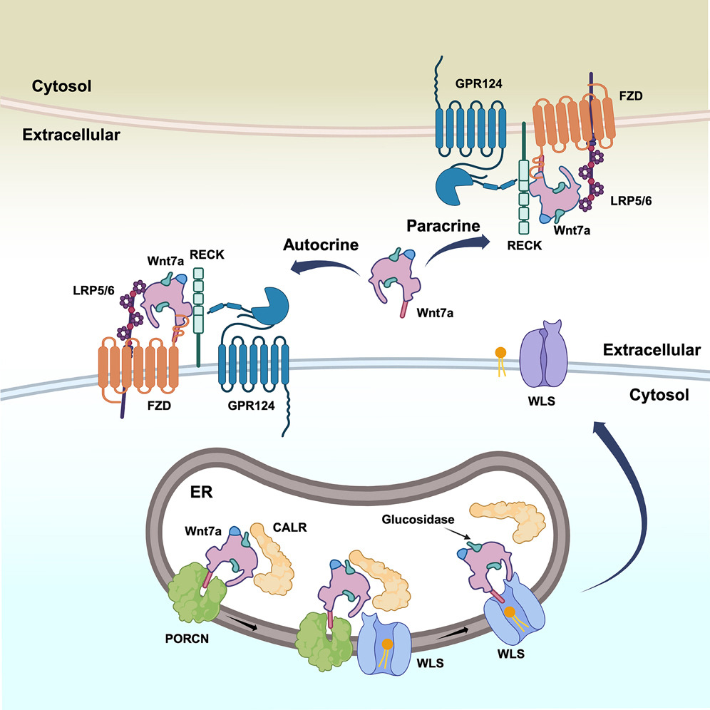 Molecular basis of Wnt biogenesis, secretion, and Wnt7 specific signaling
