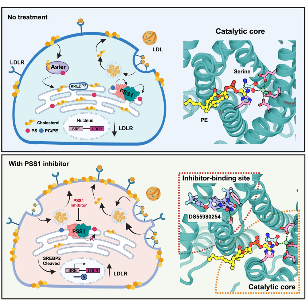 Molecular insights into human phosphatidylserine synthase 1 reveal its inhibition promotes LDL uptake
