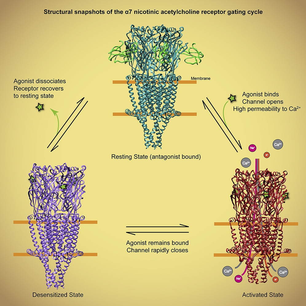 Structure and Gating Mechanism of the &Alpha;7 Nicotinic Acetylcholine Receptor
