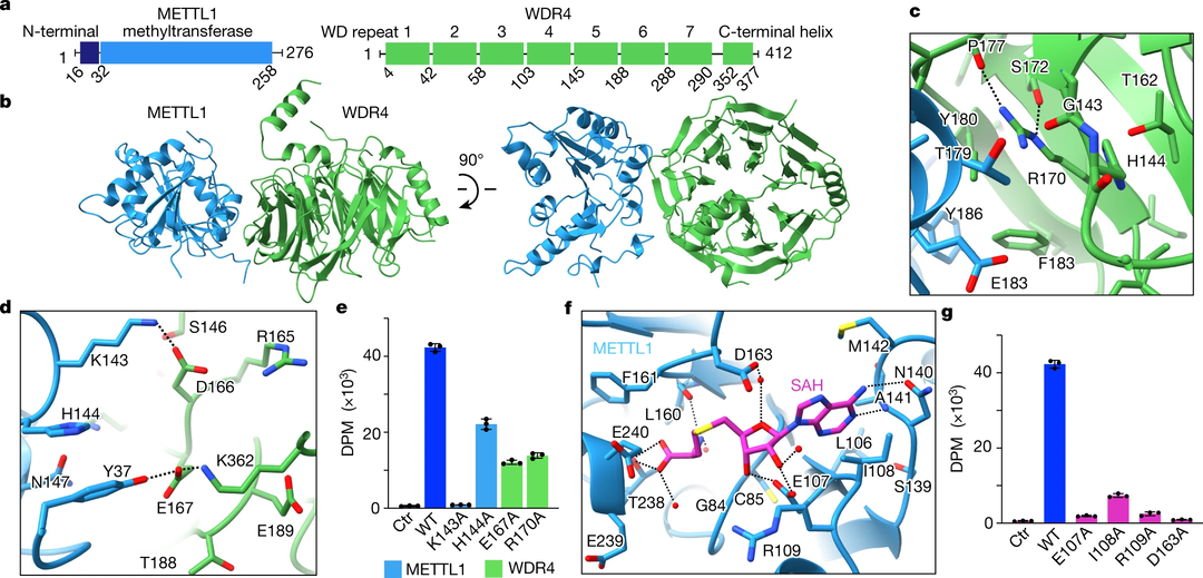 Structures and mechanisms of tRNA methylation by METTL1&ndash;WDR4