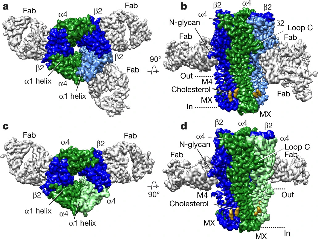 Structural principles of distinct assemblies of the human &alpha;4&beta;2 nicotinic receptor