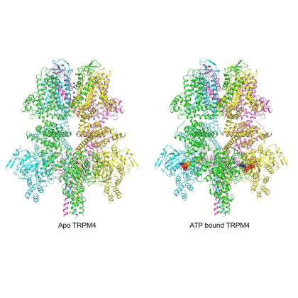TRPM4 Cation Channel Findings Published