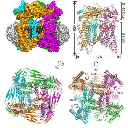 Images of atomic protein structures, as described below