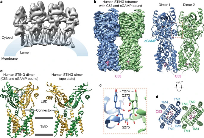 Activation of STING by targeting a pocket in the transmembrane domain