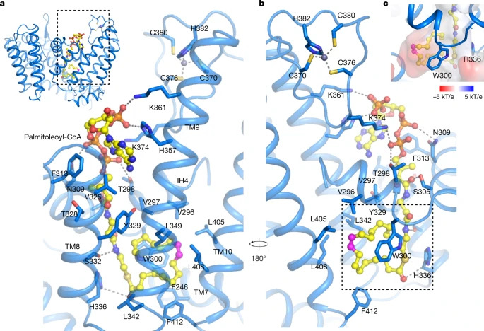 Mechanisms and inhibition of Porcupine-mediated Wnt acylation