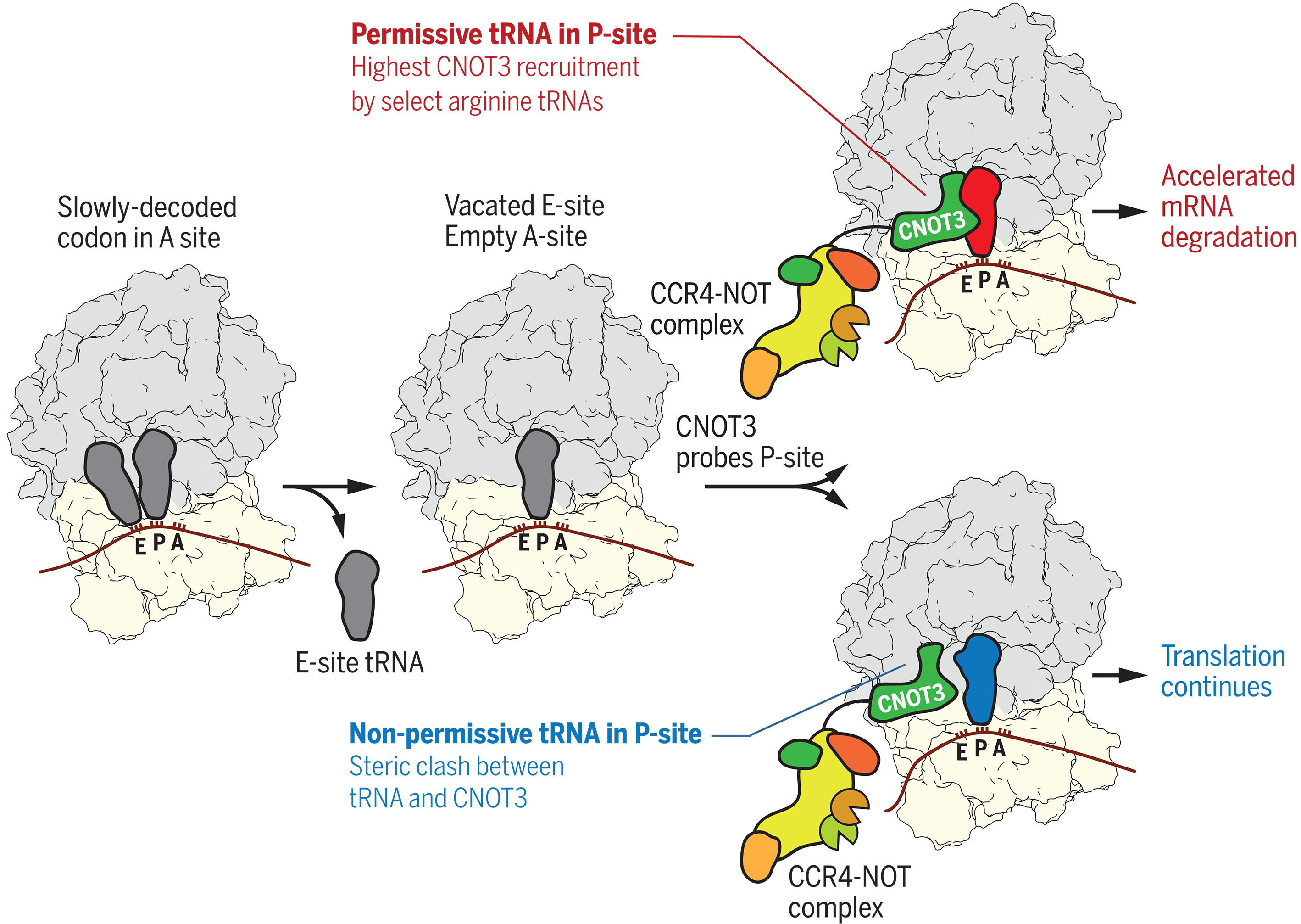 Specific tRNAs promote mRNA decay by recruiting the CCR4-NOT complex to translating ribosomes