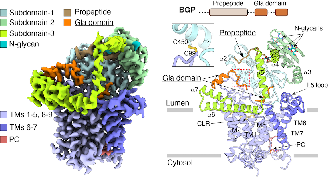 Structure and mechanism of vitamin-K-dependent &gamma;-glutamyl carboxylase