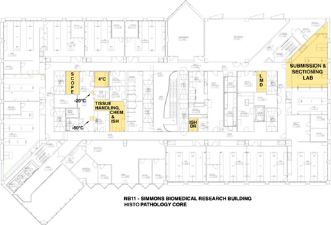 A floor map showing the locations of the lab spaces on the 11th floor of the Simmons Biomedical Sciences Building