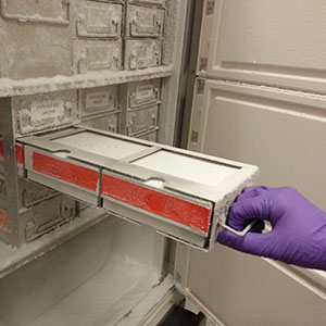 Additional Yearly Storage (-20 or -80&deg;C)