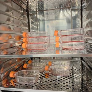 HGCL Lymphocyte Transformation and Storage Services