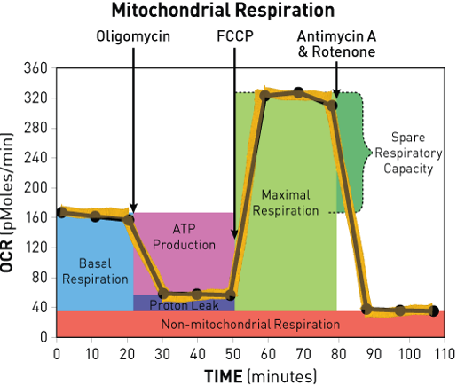 graph showing OCR by time of Mitochondrial Respiration