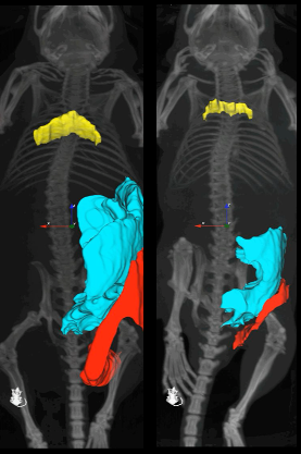 ct scan of two mice side by side comparison