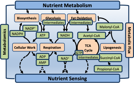 a colored graphic showing pathways of nutrient metabolism